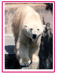 Polar3