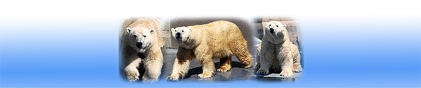 PolarMontage1